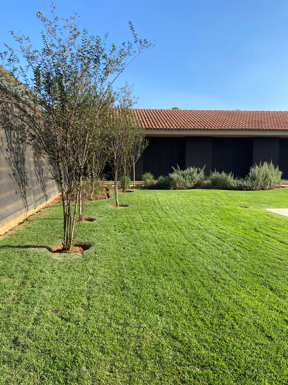 jardim paisagístico com gramado verde, árvores jovens e arbustos em frente a um galpão de telhado de telha cer